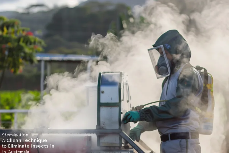 Fumigacion con Vapor de Agua Tecnica Limpia para Eliminar Insectos